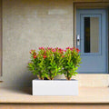 Desert Ros Trio in Rectangular Fiber Glass Planter (GRP) (70x30x30cm) - Greensouq - 