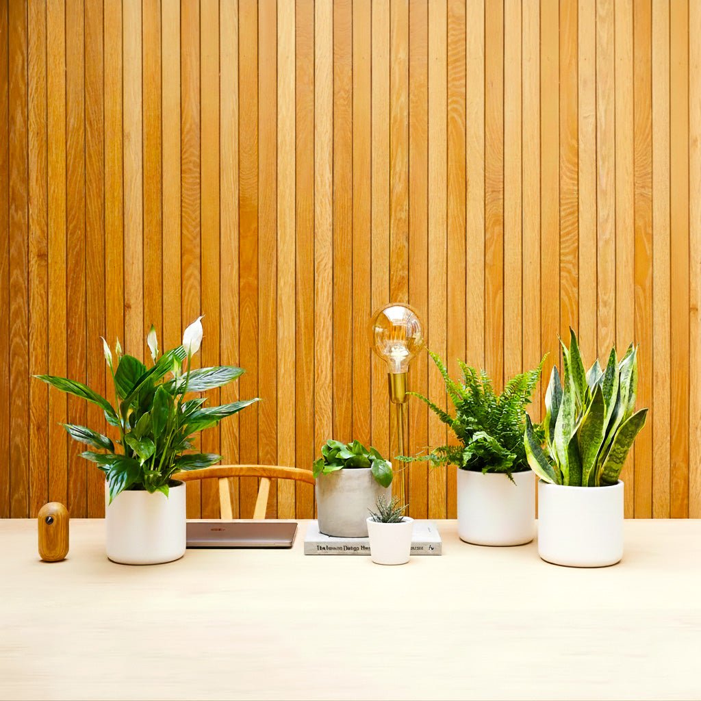 Desktop Plants Bundle | Snake Plant 40 - 60cm, Boston Fern 20 - 25cm, Peace lily 50 - 60cm, Pilea 15 - 20cm & Zebra Cactus 10 - 15cm - Greensouq - 