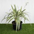 Dianella Tasmanica "Variegata" or Tasman Flax - lily - Greensouq - 