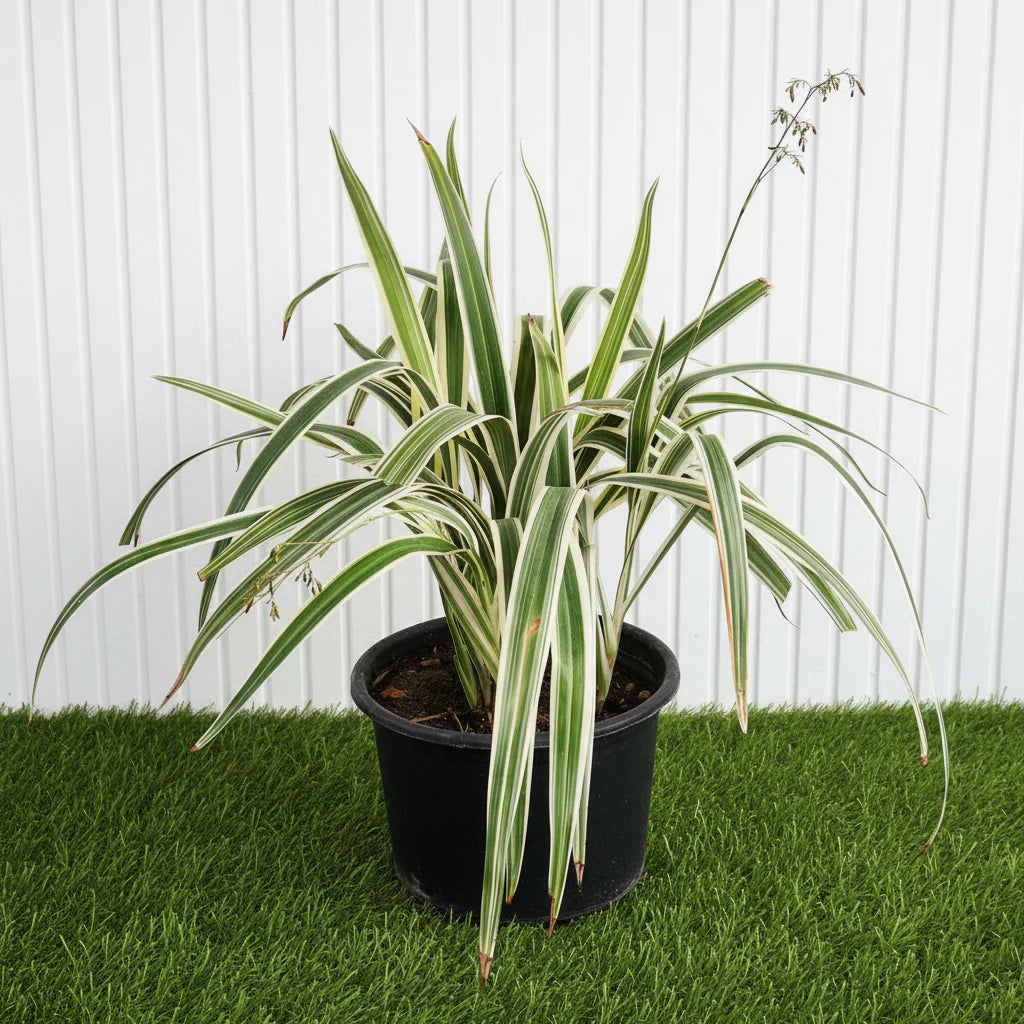 Dianella Tasmanica "Variegata" or Tasman Flax - lily - Greensouq - 