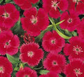 Dianthus Caryophyllus "Carnation or Clove Mix" - Greensouq - 