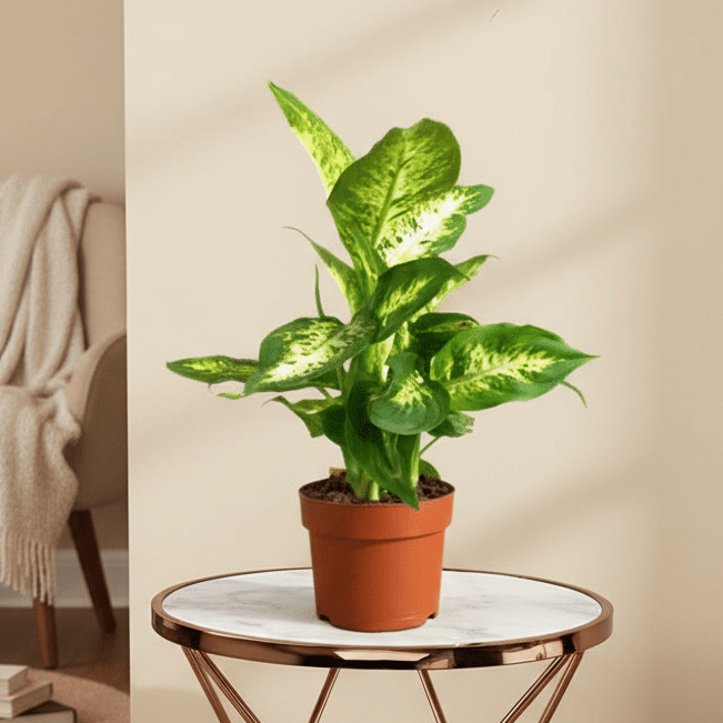 Dieffenbachia (Compacta, Dumb Cane, Leopard Lilly) - Greensouq - 