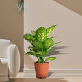 Dieffenbachia Seguine Or Maroba - Greensouq - 