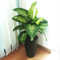 Tropic Snow Dieffenbachia in Black Ceramic Pot - 70-90cm - Greensouq -