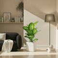 Dieffenbachia seguine Or Tropic Snow in Grp Square Pot 30x30 - Greensouq - 
