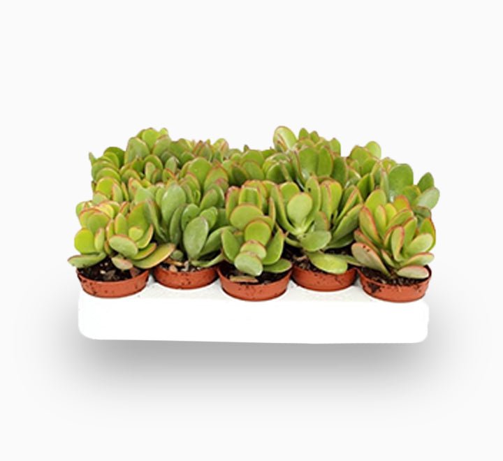 Dollar Plant "Crassula ovata Mini " Or Jade Plant" 5 - 10cm - Greensouq - 