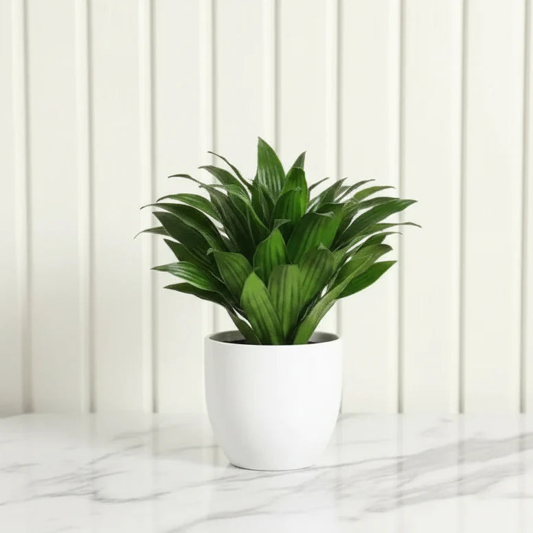 Dracaena Compacta Small - Greensouq - 