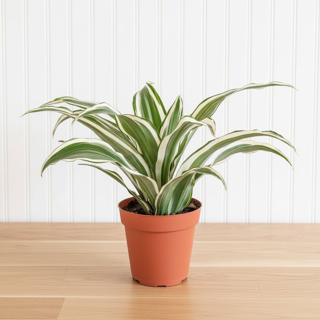 Warneckii Dracaena Deremensis - Greensouq -