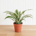 Warneckii Dracaena Deremensis - Greensouq -