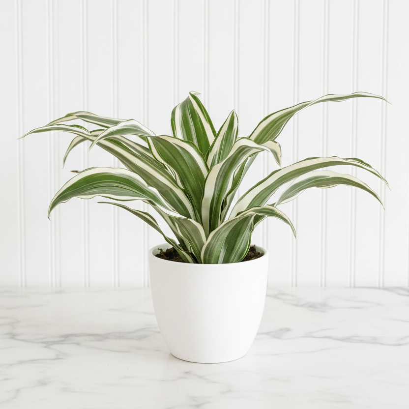 Warneckii Dracaena Deremensis - Greensouq -