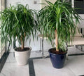 Potted Dragon Tree / Dracaena Draco or Drago in Rolled Rim Pot(48x37)(outdoor) - Greensouq -
