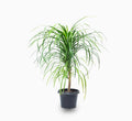 Dracaena Draco, Dragon Tree 90 - 110cm - Greensouq - 