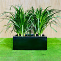 Dracaena Draco Duo, Drago or Dragon Tree in Fiber Glass pot (70x30x30) - Greensouq - 