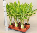 Dracaena Fragrans "Golden Coast" - Greensouq - 