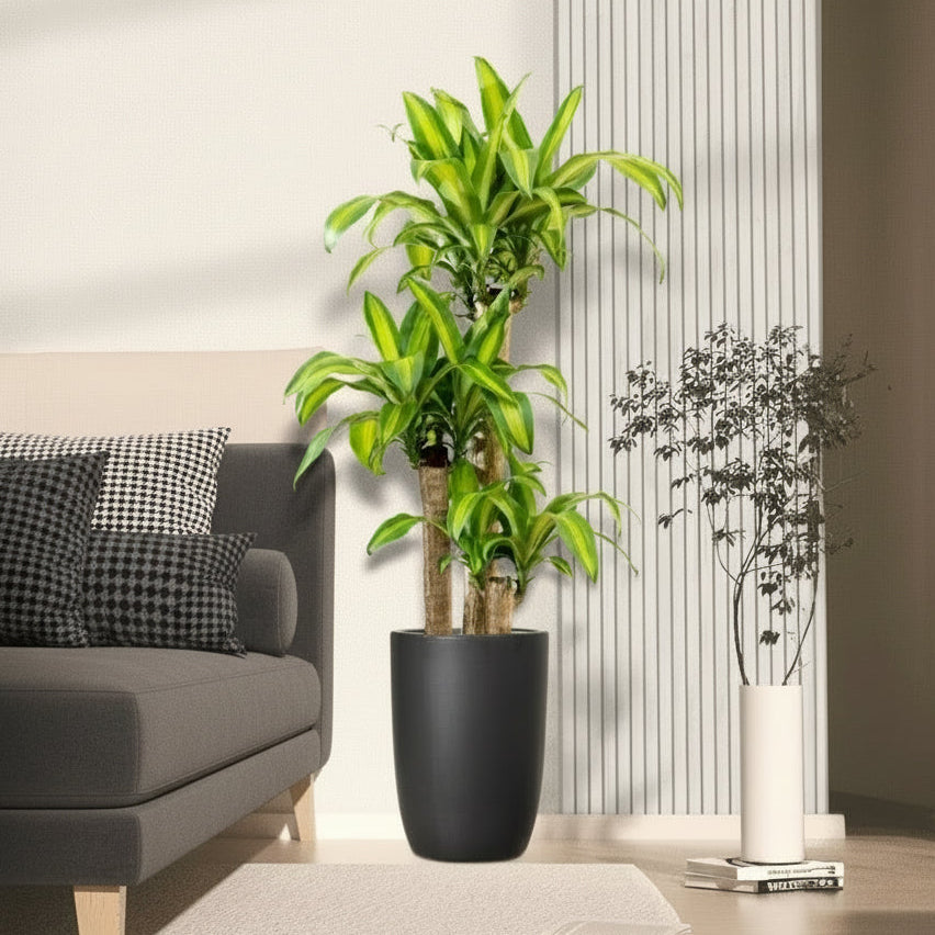 Dracaena Fragrans "Massangeana" - Greensouq - 