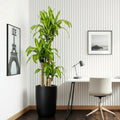 Dracaena Fragrans "Massangeana" in Black Ceramic Pot - Greensouq - 