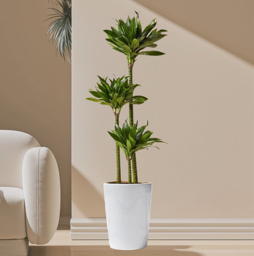 Dracaena Fragrans Or Compacta - Greensouq - 