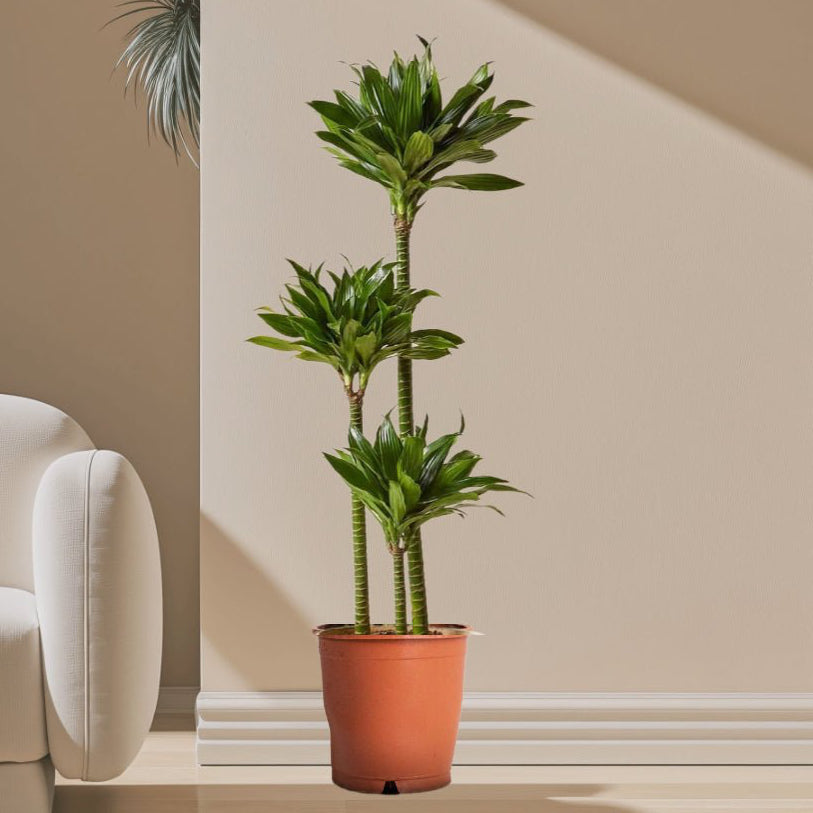 Dracaena Fragrans Or Compacta - Greensouq - 