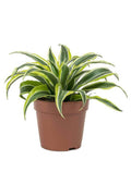 Dracaena Lemon Lime Mini - Greensouq - 