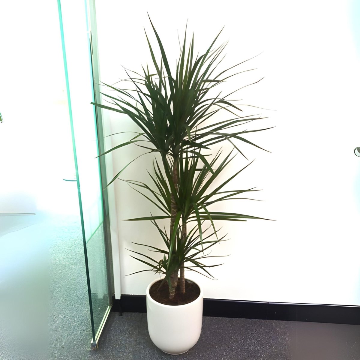 Dracaena Marginata - Greensouq - 