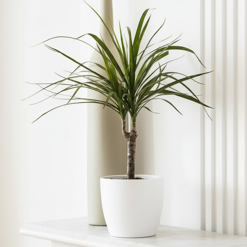 Dracaena Marginata 40 - 50cm - Greensouq - 