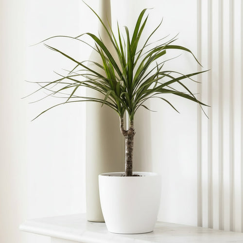 Dracaena Marginata 40 - 50cm - Greensouq - 