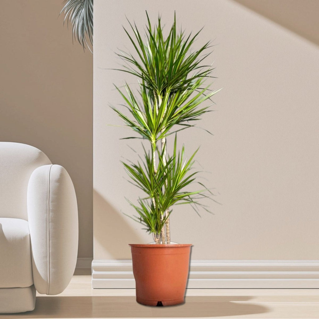 Dracaena Marginata - Greensouq - 