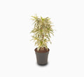 Dracaena Reflexa – Song of India - Greensouq - 