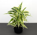 Dracaena Sanderiana Small in 9cm pot - Greensouq - 
