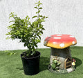 Duranta Repens, Duranta Gold or Golden Dew Drop 30 - 40cm - Greensouq - 