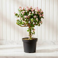 Dwarf Jade Plant - Elephant Bush 15 - 20 cm - Greensouq - 