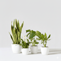 Easy - Care Indoor Plant Quad (Snake Plant 40 - 60cm, Peace Lily 30 - 40cm, Monstera Deliciosa 50 - 60cm, and Dracaena Fragrans - Gold Coast 30 - 40cm) - Greensouq - 