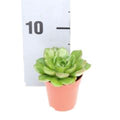 Echeveria Succulent - Greensouq - 