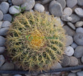 Echinocactus Grusonii, Golden Barrel Cactus, Mother - in - law Cushion or Ball Cactus - Greensouq - 