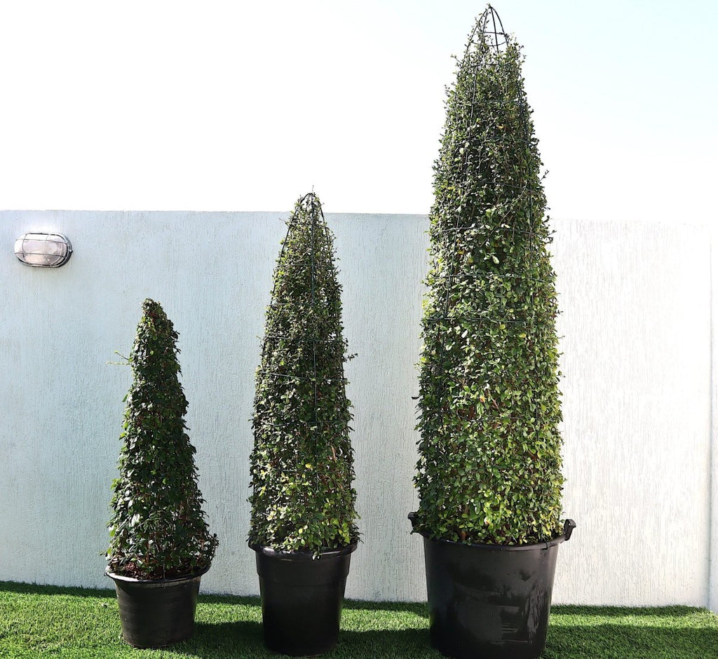Mini Ehretia Cone Shape Tree "Ehretia Microphylla" - Greensouq -