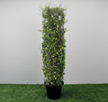 Ehretia Microphylla | Ehretia Cylindrical Shape Ehretia Microphylla 1.0m - Greensouq -