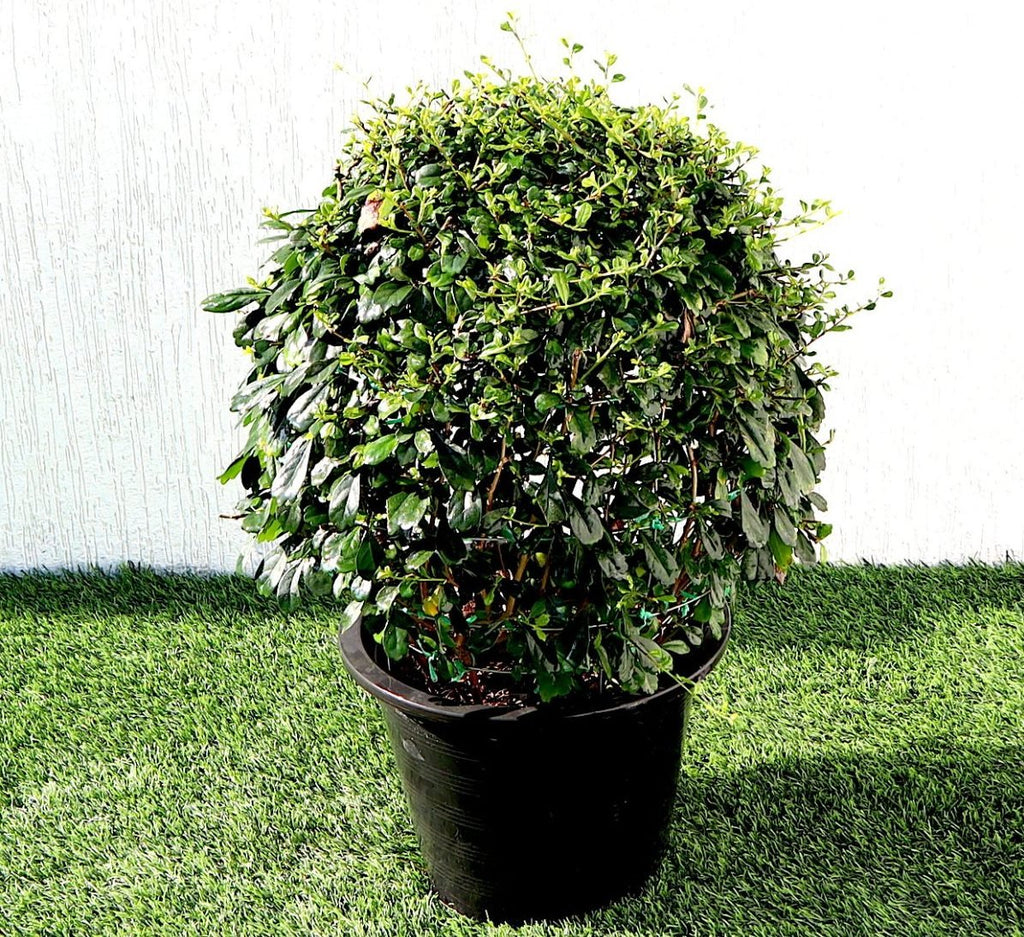 Ehretia Microphylla | Fukien Tea Tree | Ehretia Ball Shape 20 - 50cm Dia - Greensouq - 