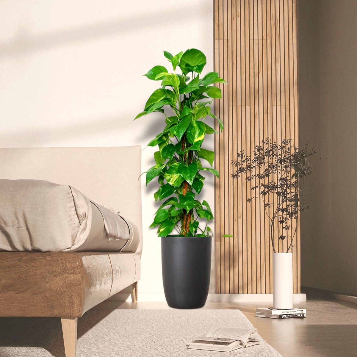 Epipremnum aureum or Money Plant كرمة المال - Greensouq - 