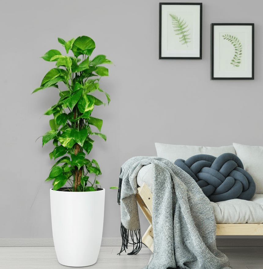 Epipremnum aureum or Money Plant كرمة المال - Greensouq - 