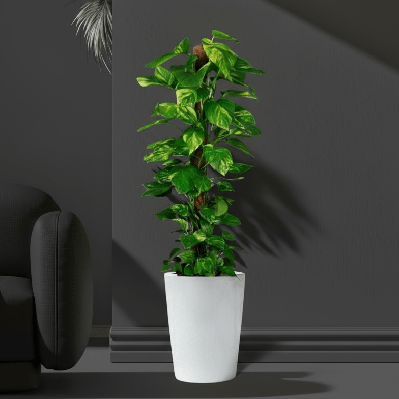 Epipremnum aureum or Money Plant كرمة المال - Greensouq - 