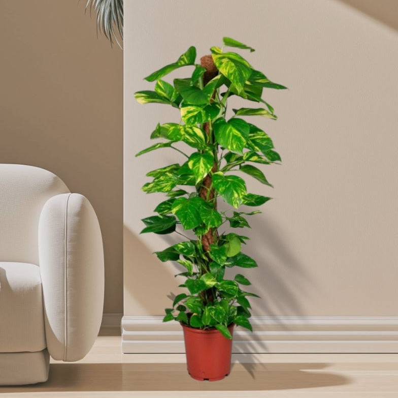 Epipremnum aureum or Money Plant كرمة المال - Greensouq - 