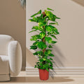 Epipremnum aureum or Money Plant كرمة المال - Greensouq - 