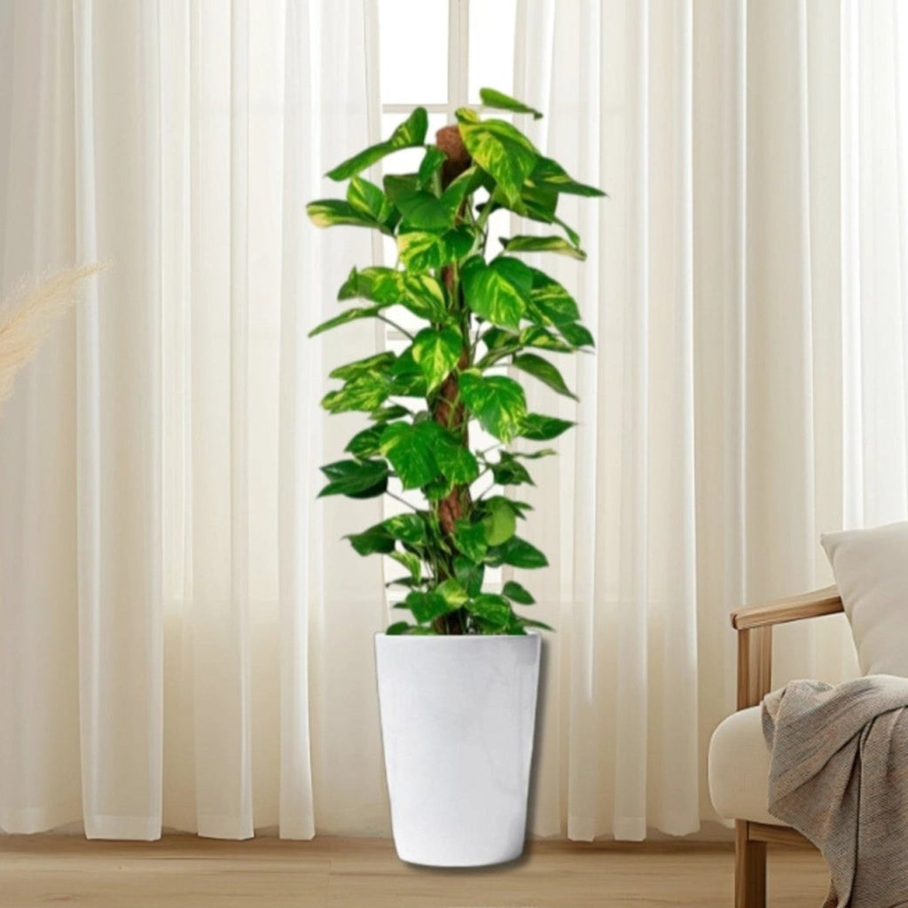 Epipremnum aureum or Money Plant كرمة المال - Greensouq - 