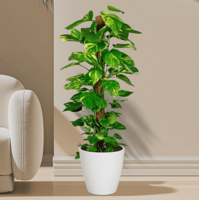 Epipremnum aureum or Money Plant كرمة المال - Greensouq - 