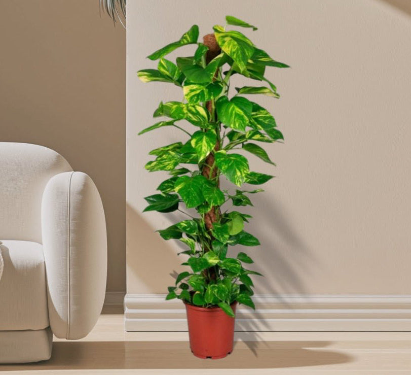 Epipremnum aureum or Money Plant كرمة المال - Greensouq - 