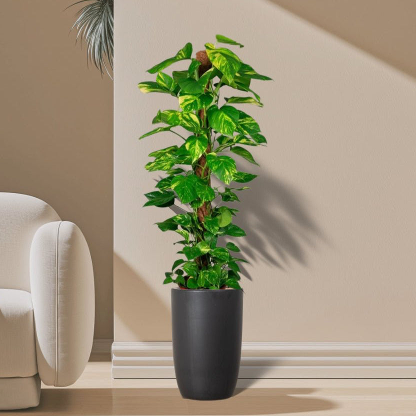 Epipremnum aureum or Money Plant كرمة المال - Greensouq - 