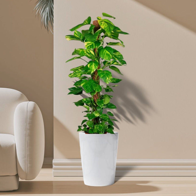 Epipremnum aureum or Money Plant كرمة المال - Greensouq - 