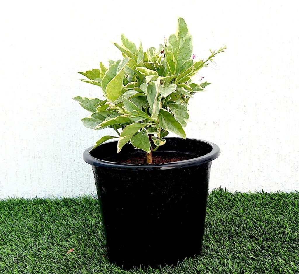 Variegated Eranthemum "Pseuderanthemum" 6Ltr pot - Greensouq -