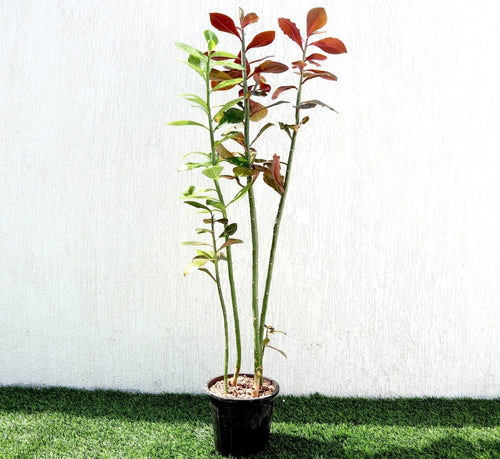 Euphorbia Grantii "Rubra" | African Milk Bush 0.8 - 1.0m - Greensouq - 
