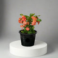 Euphorbia Holland or Crown Of Thorns (Thai) 20 - 30cm - Greensouq - 